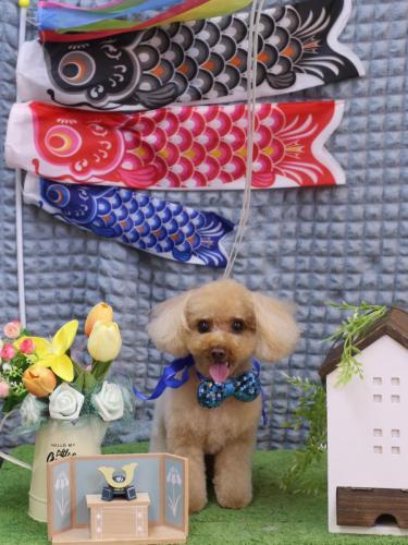 20230526こむぎちゃん